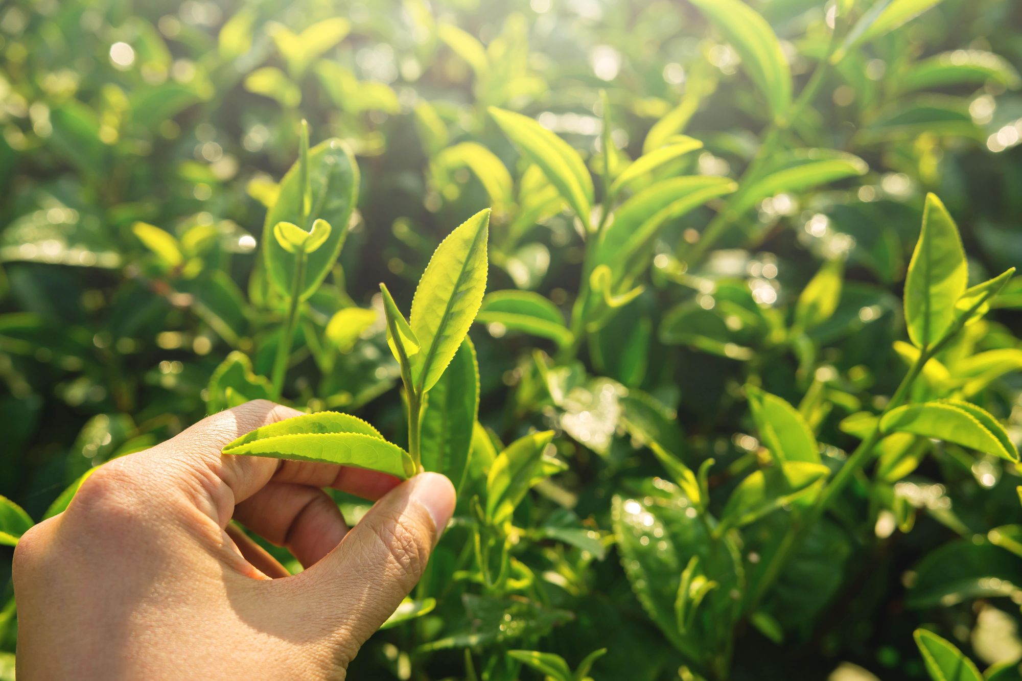 Tee anpflanzen: So einfach geht dein Selfmade-Tea