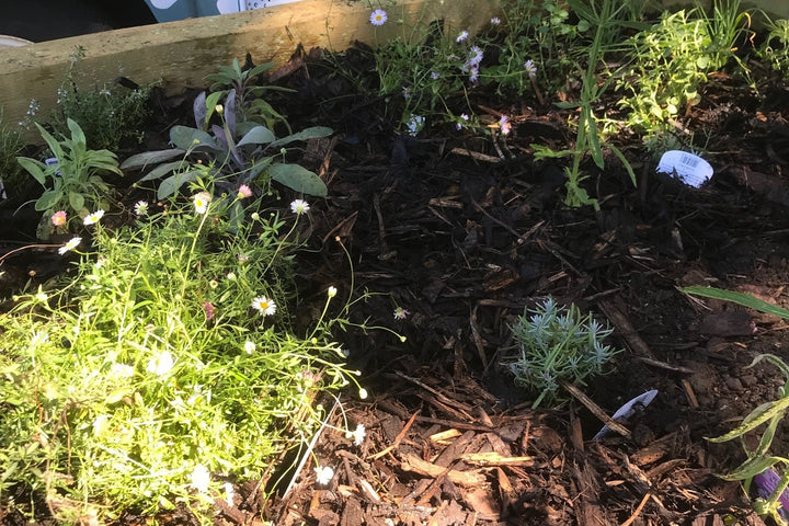 Einblicke in das Blumenbeet