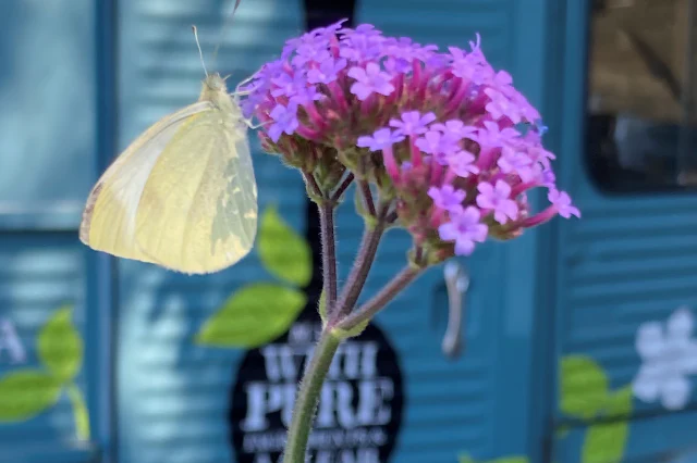 Nahaufnahme einer Blüte