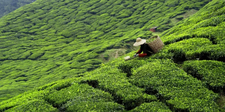 Teeplantage