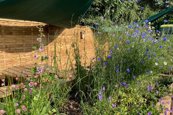 Blumenwiese für Bienen